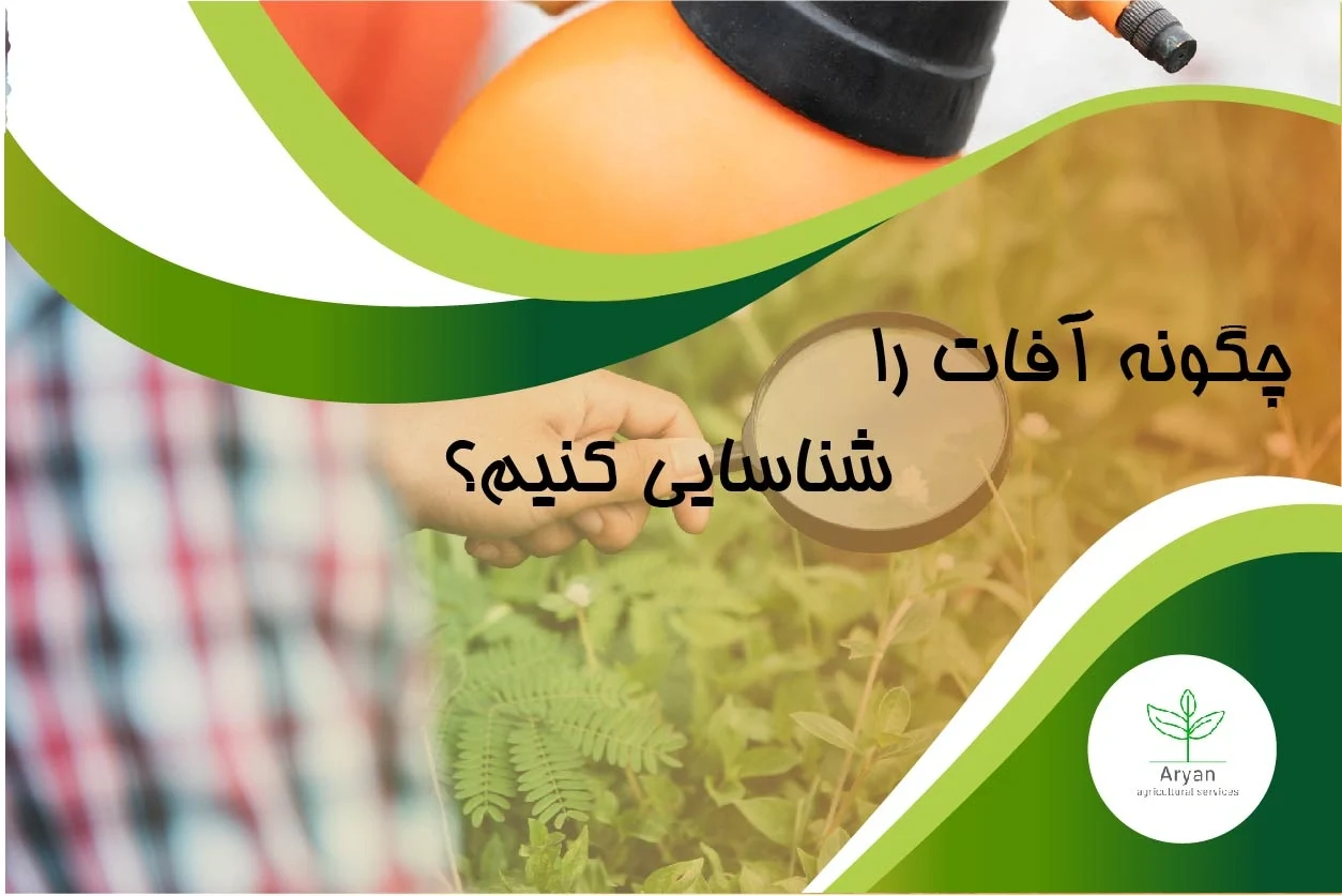 چگونه آفات را شناسایی کنیم؟