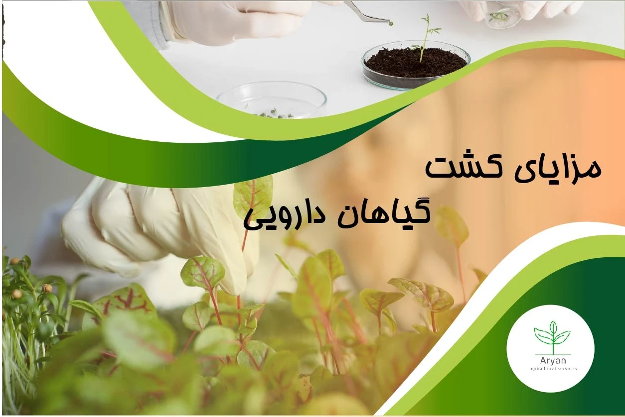 کشت گیاهان داروویی