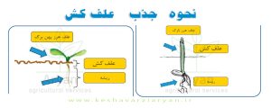 نحوه جذب علف‌کش‌ها