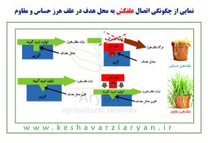 علف هرز حساس و مقاوم
