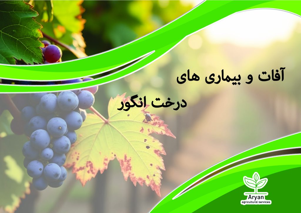 آفات و بیماری های درخت انگور