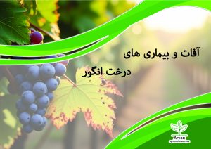 آفات و بیماری های درخت انگور