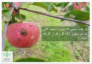 سیب آفت زده