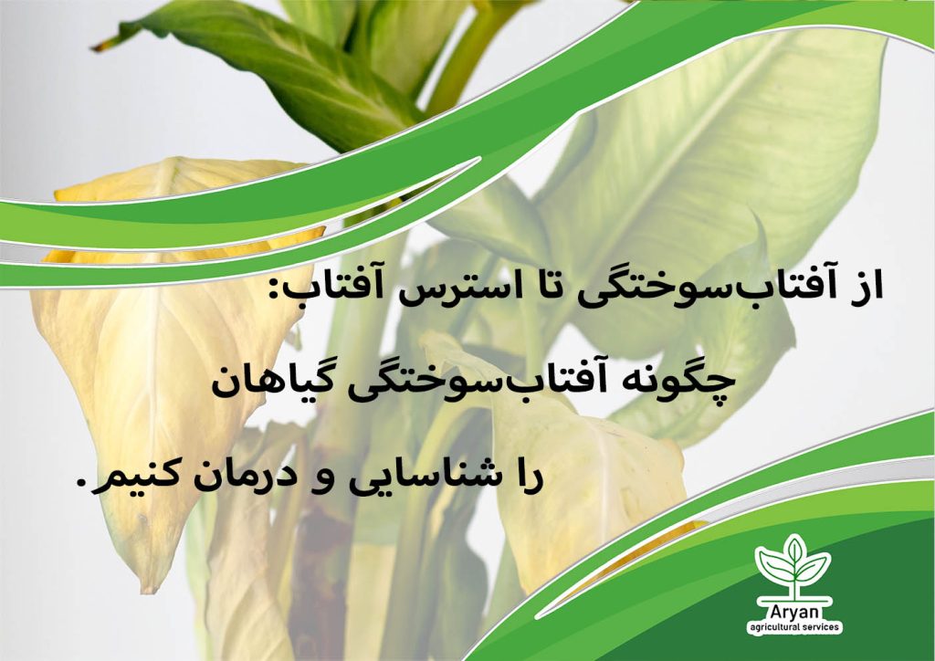 آفتاب سوختگی تا استرس آفتاب