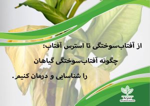 آفتاب سوختگی تا استرس آفتاب