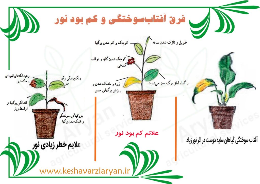 نور زیاد یا نور کم؟