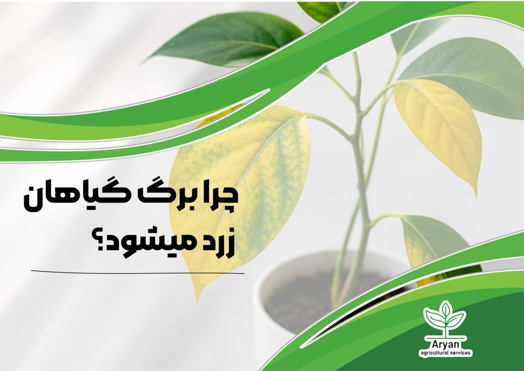 چرا برگ گیاهان زرد میشود؟