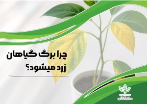 چرا برگ گیاهان زرد میشود؟