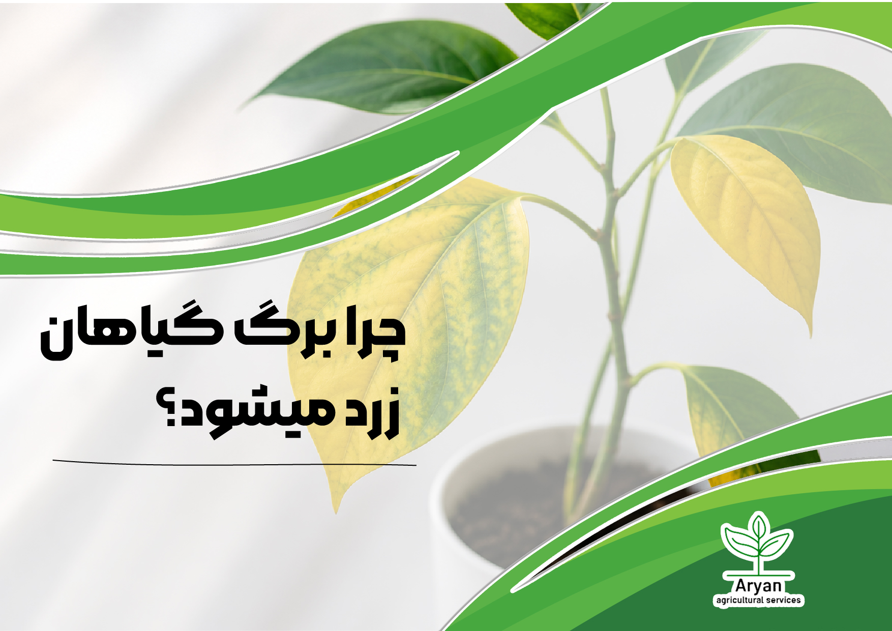 چرا برگ گیاهان زرد میشود؟