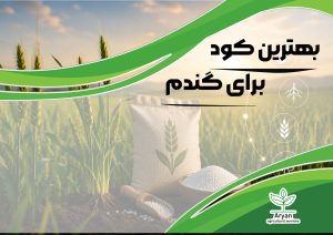 بهترین کود برای گندم