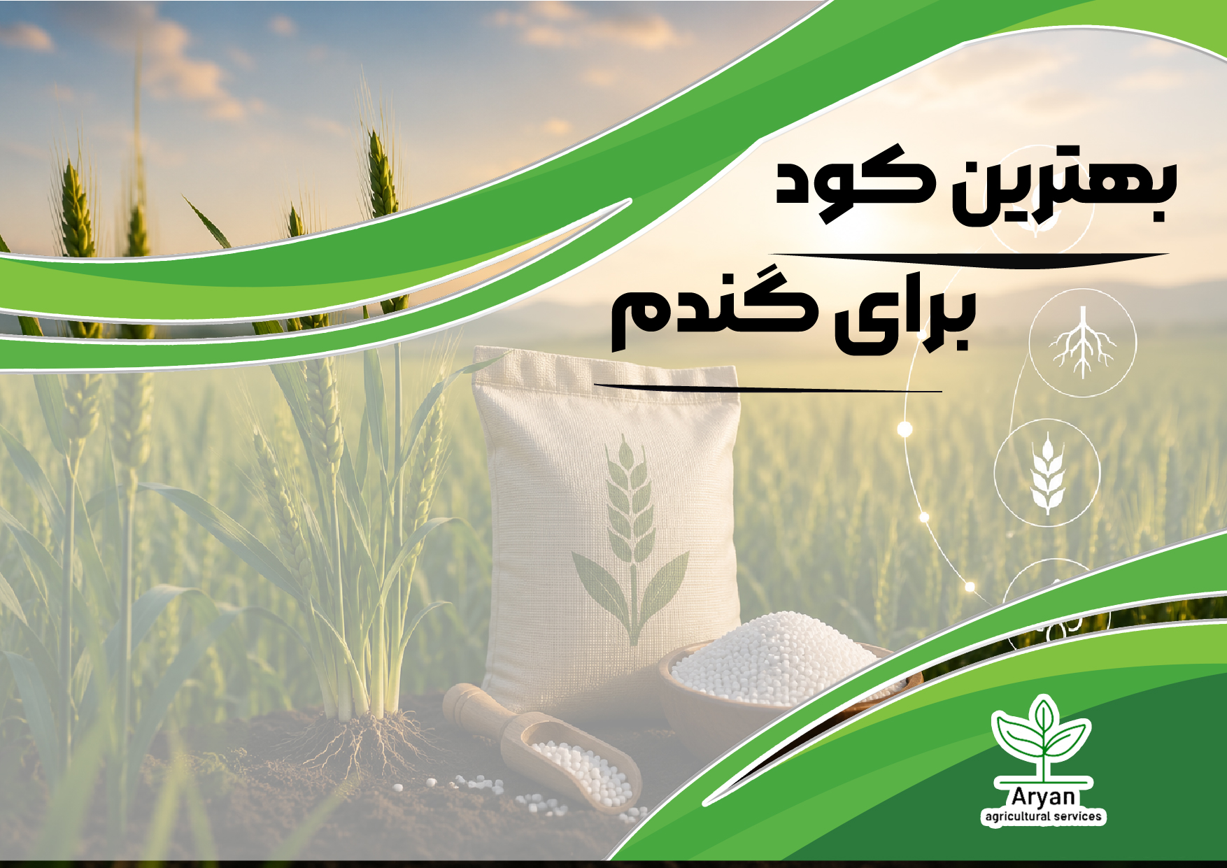 بهترین کود برای گندم